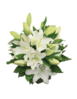 white irish lily White Lilies