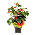 Anthurium Plant