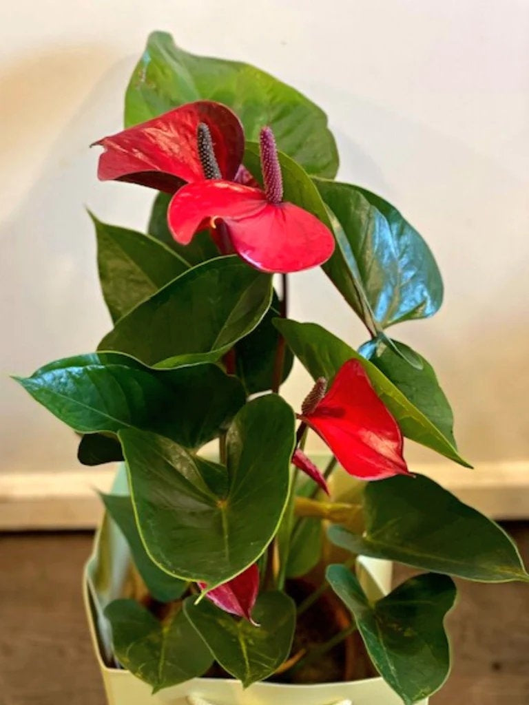 anthurium ireland Anthurium Plant