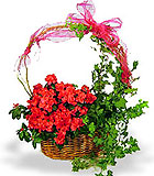 Azalea & Ivy Basket
