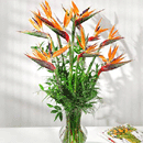 Bird of Paradise
