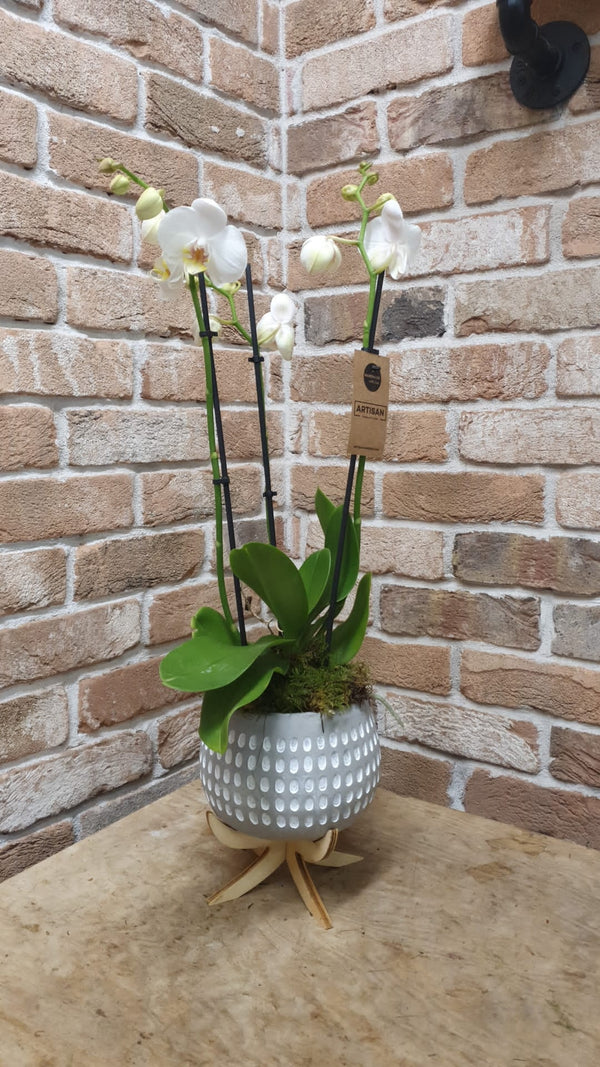 Orchid Plant In Pot