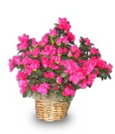 Azalea